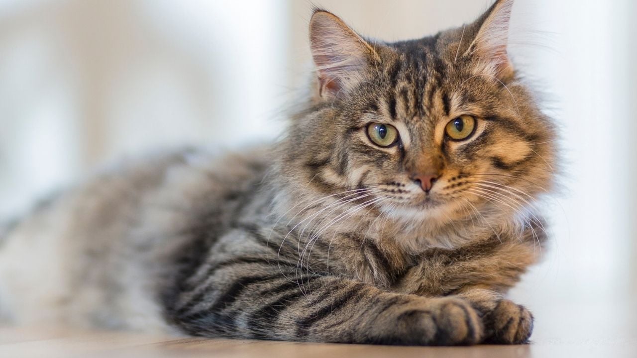 uzun tüylü tekir kedi