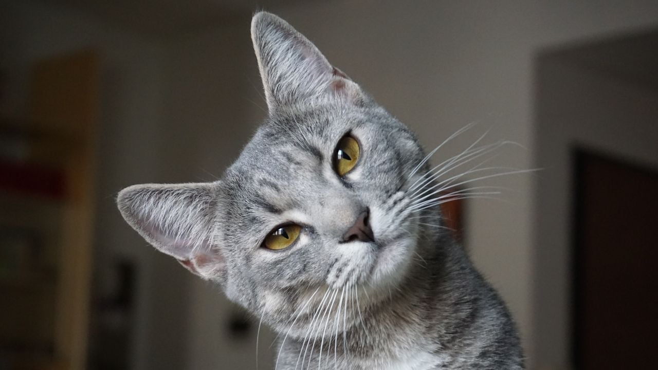 gri renkli yeşil gözlü kedi