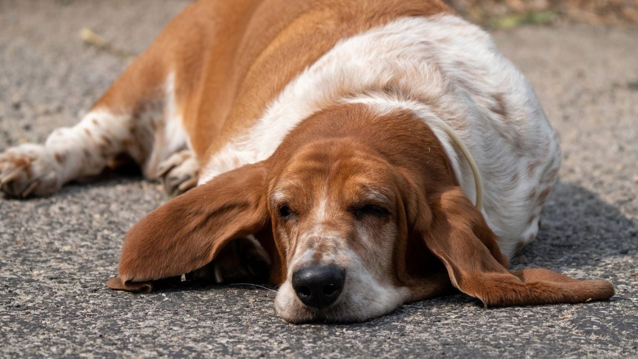 Basset Hound
