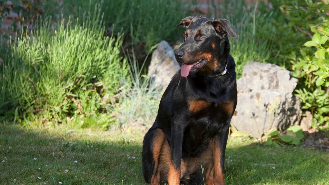 Beauceron
