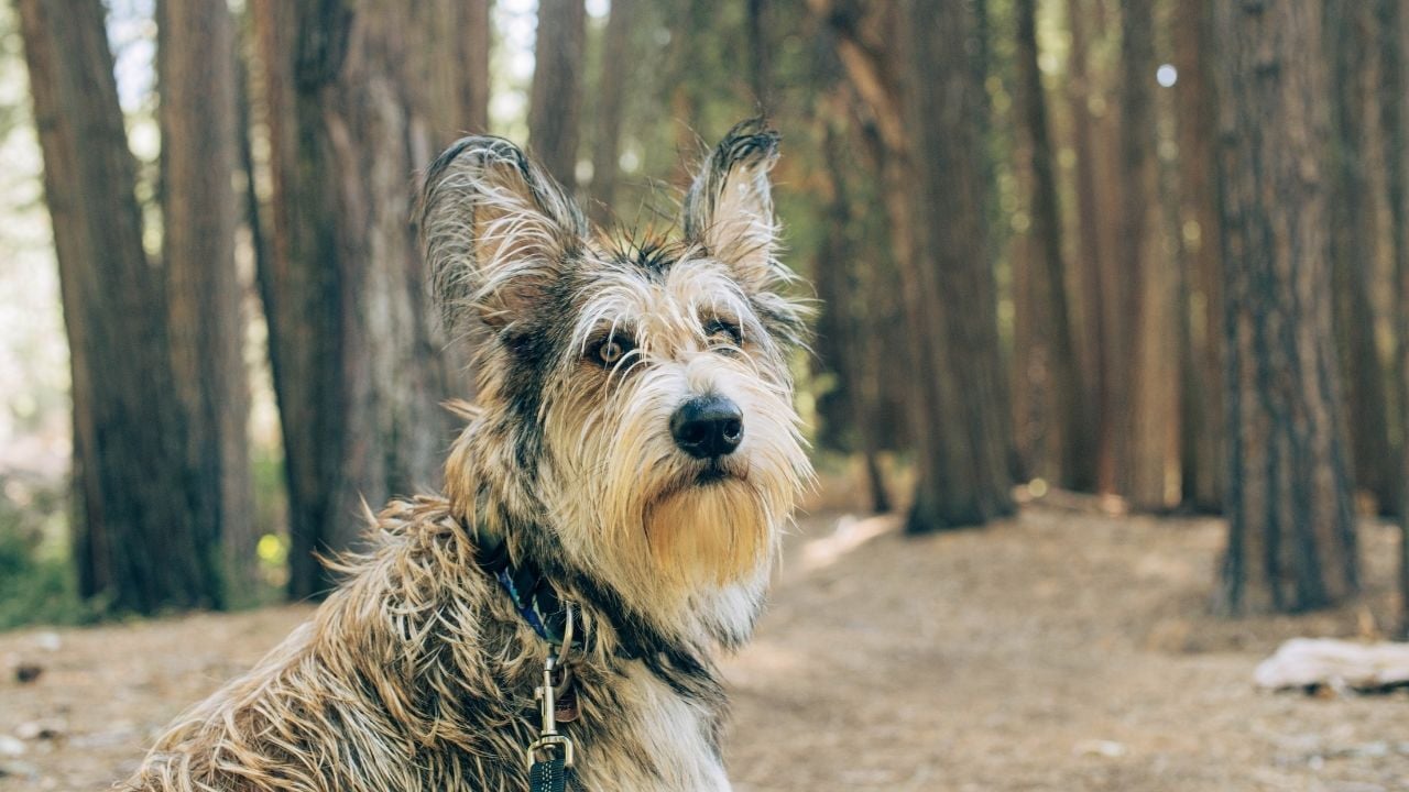 Picardy Çoban Köpeği (Berger Picard)