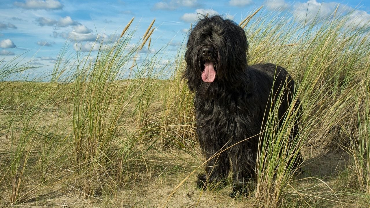 Briard