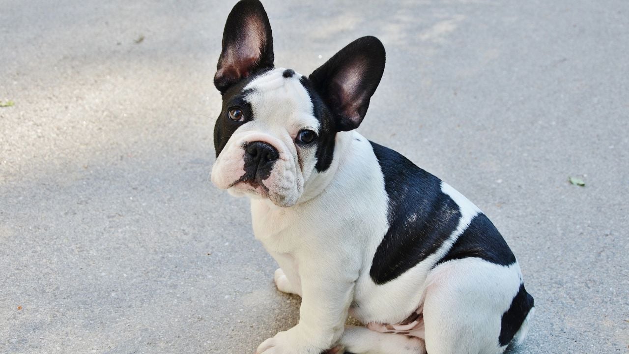 French Bulldog