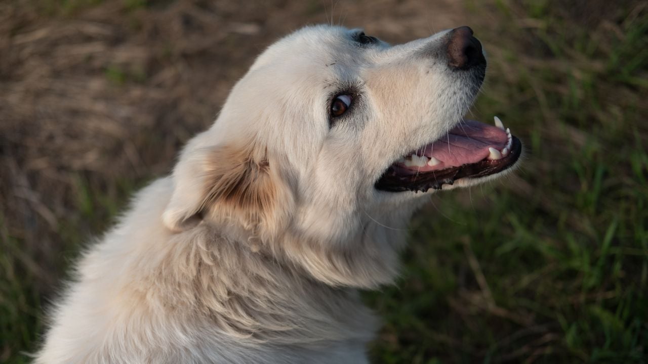 Pyrenees Çoban Köpeği (Great Pyrenees)