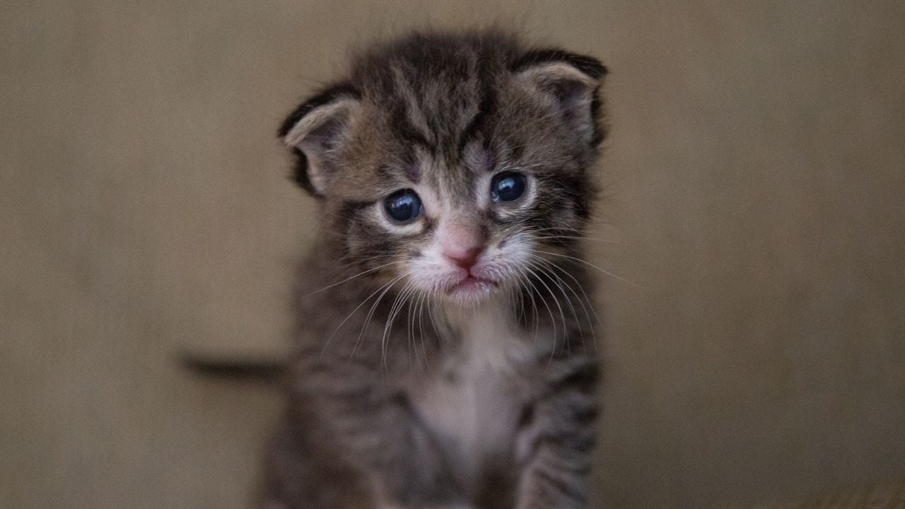 yavru hasta kedi