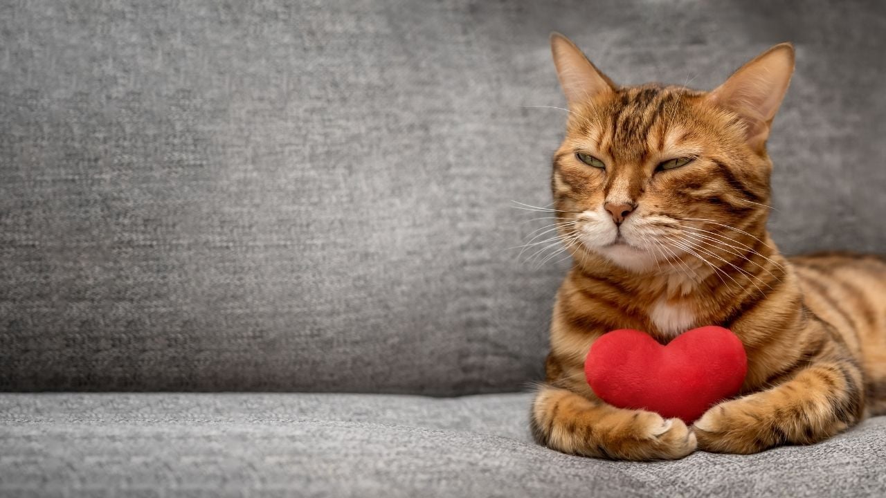 kedi kalp yastık tutuyor