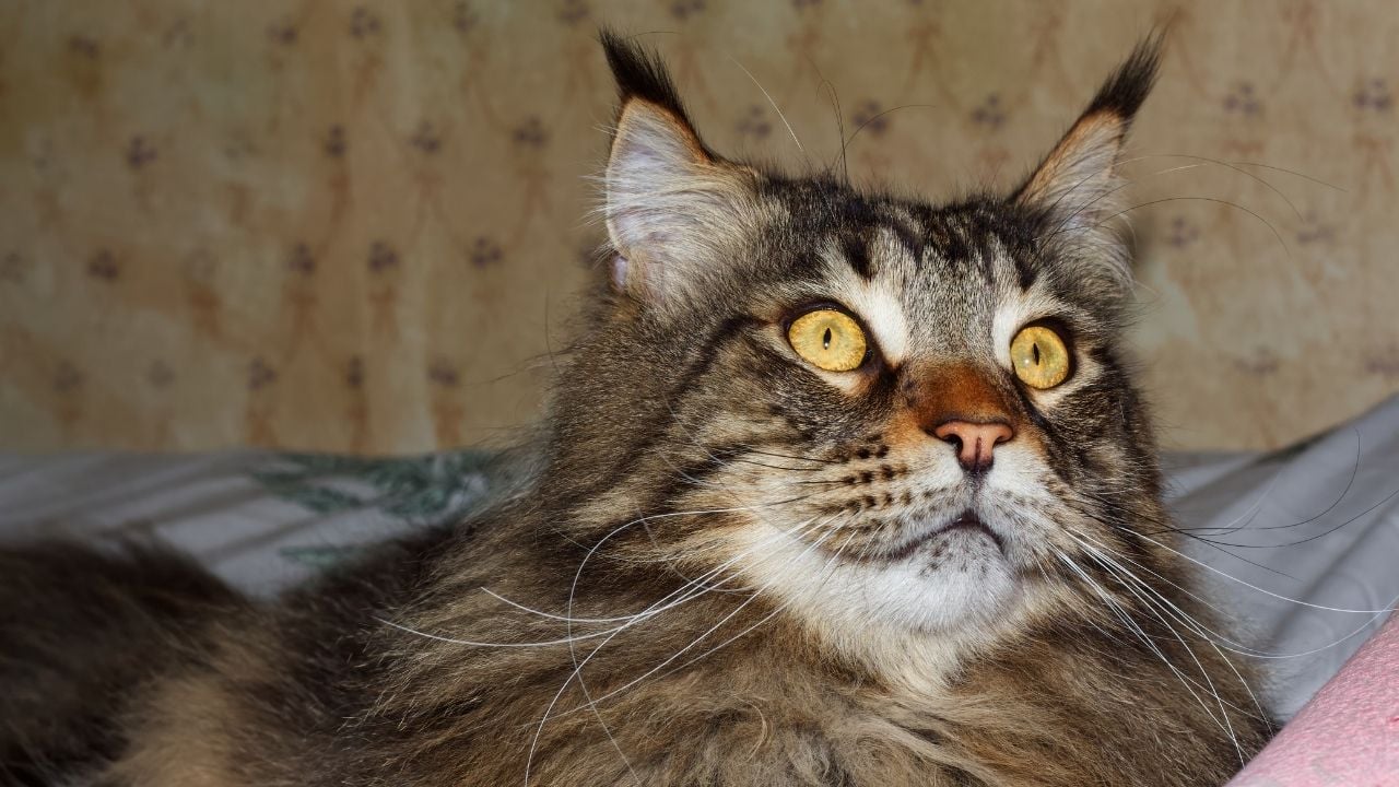 tekir desenli bir maine coon