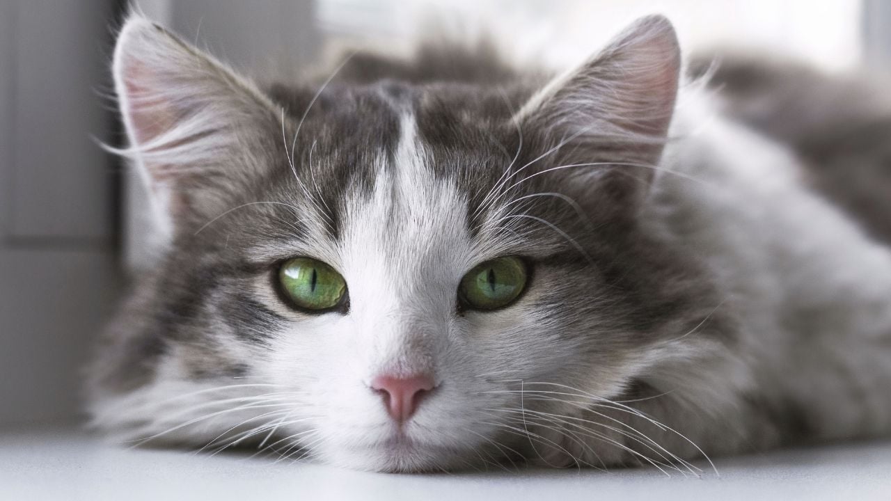bir kedi yerde yatıyor