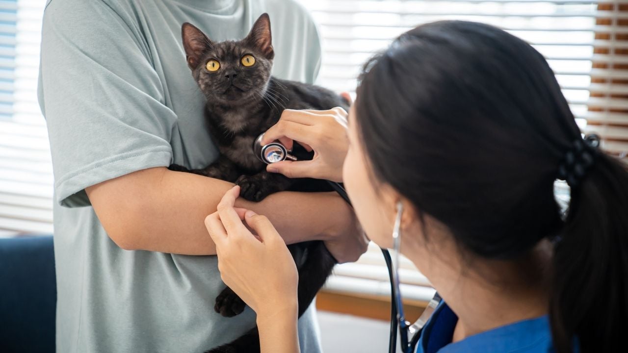 veteriner hekimde bir kedi