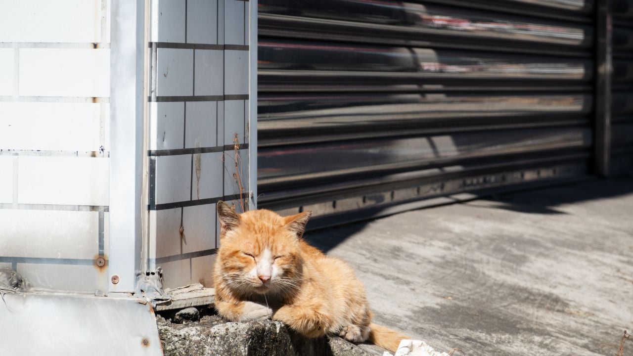 sarı bir kedi hasta
