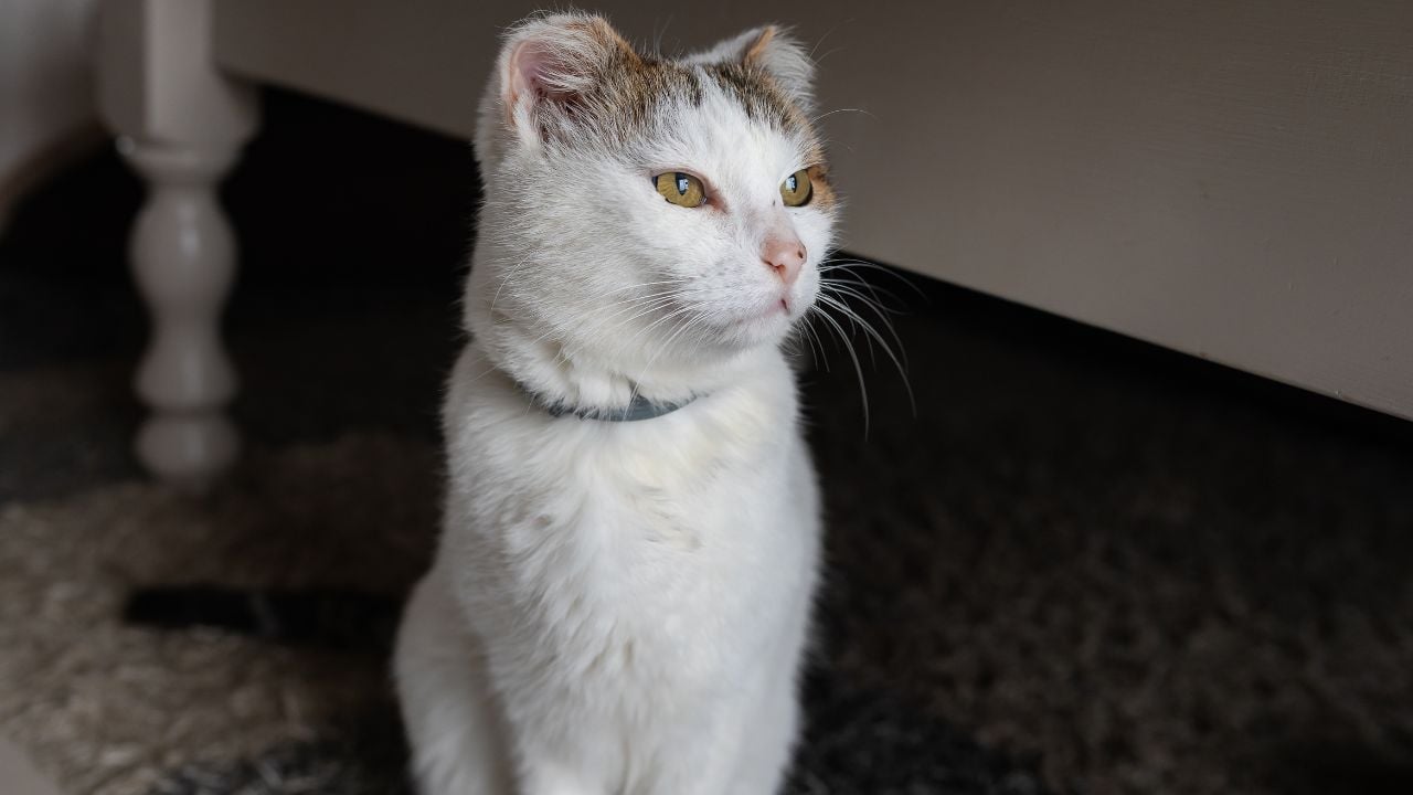 beyaz bir kedi hasta