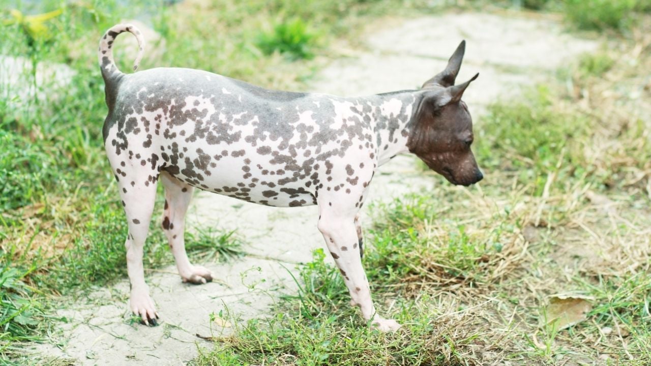 Amerikan Tüysüz Teriyeri (American Hairless Terrier)