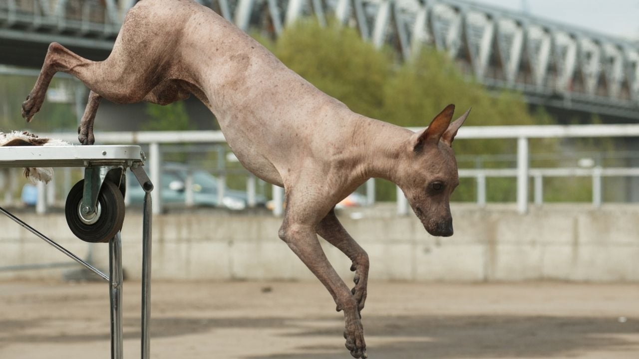 Peru Tüysüz Köpeği