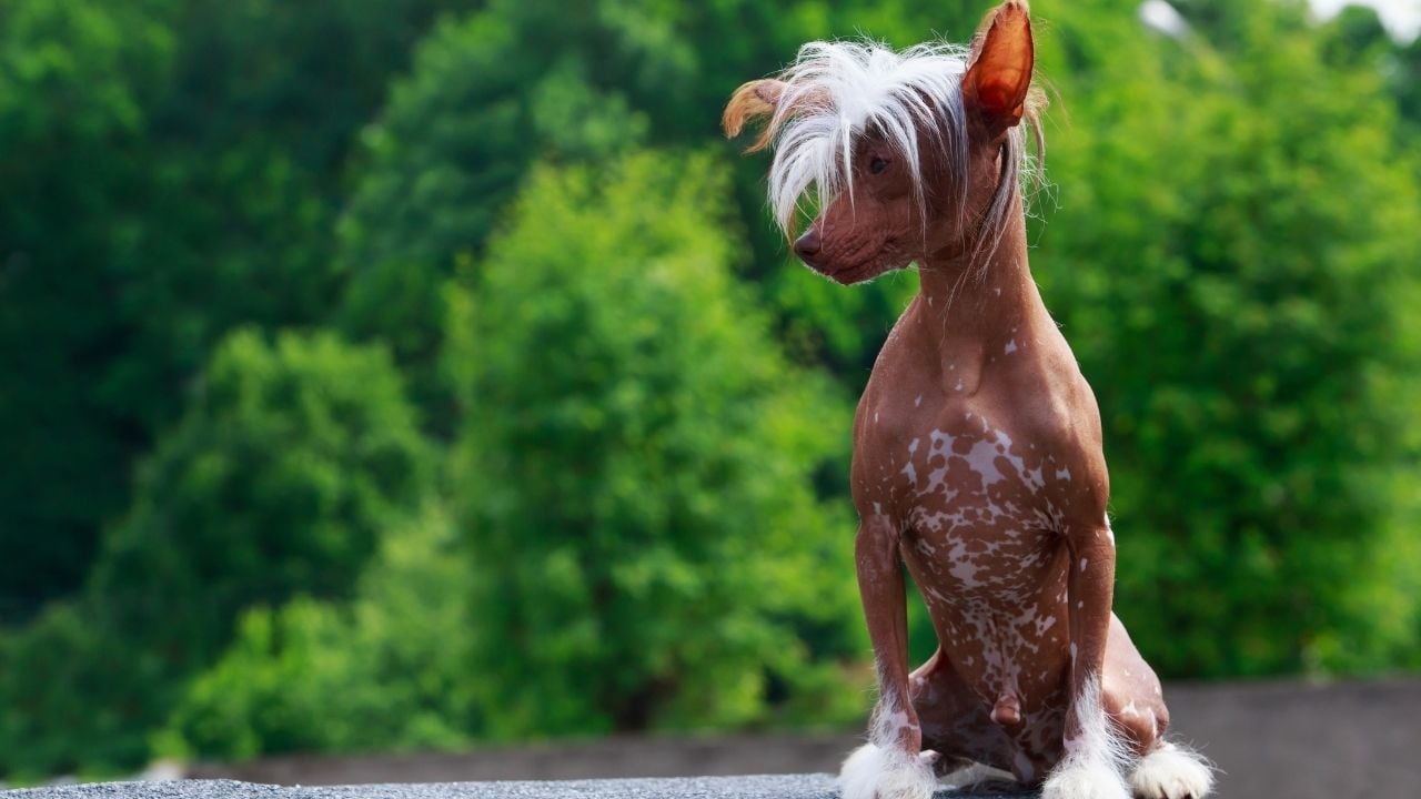 Çin Tepeli Köpeği (Chinese Crested)
