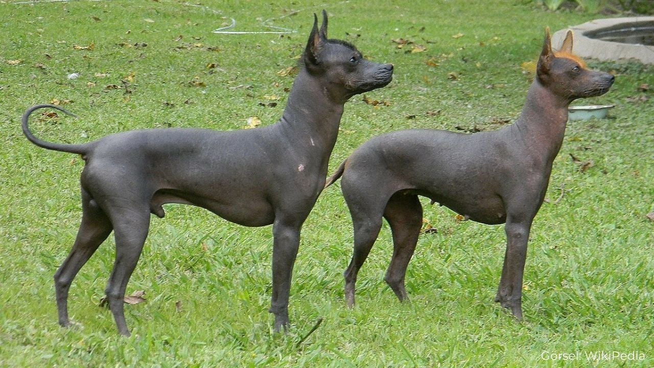 Arjantin Pila Köpeği (Argentine Pila Dog)