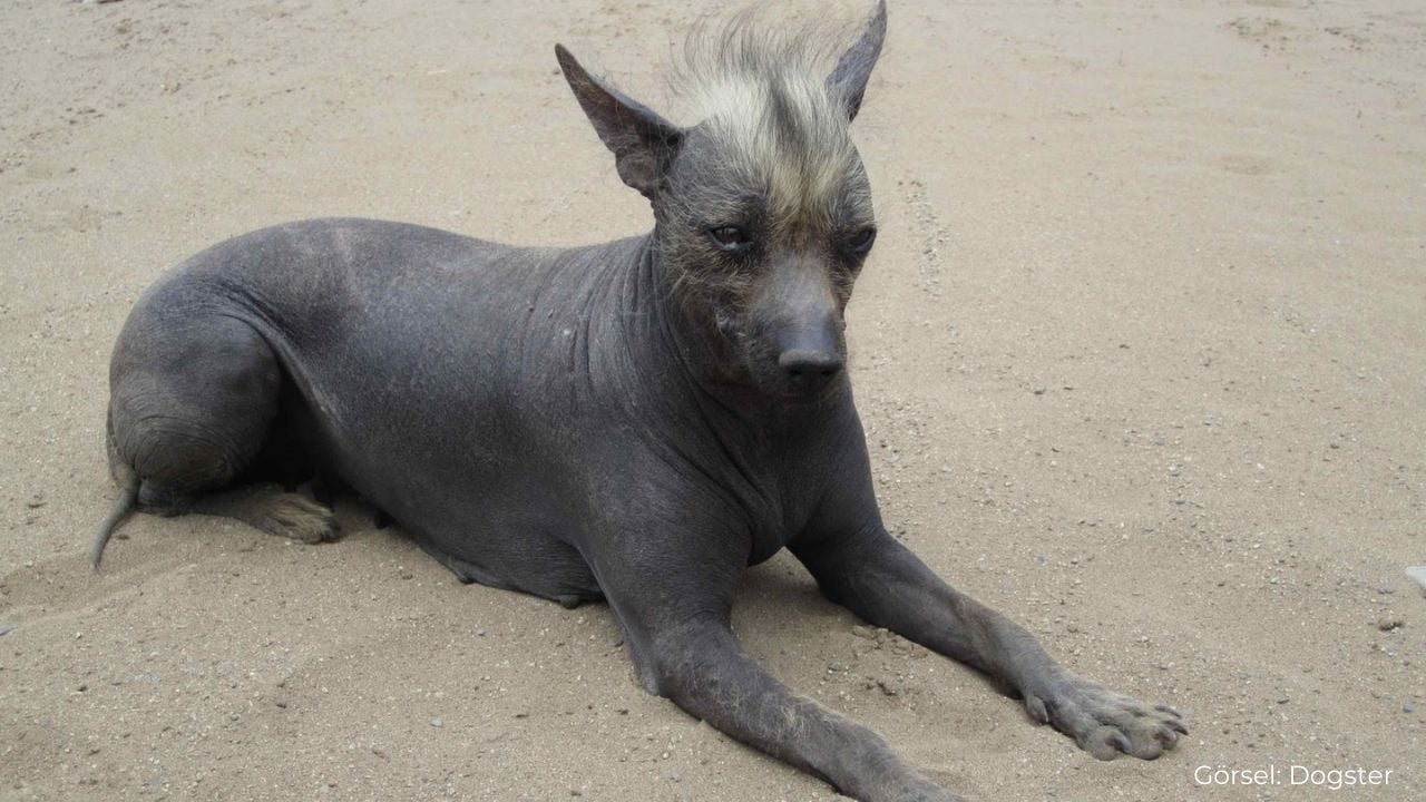 Hairless Khala