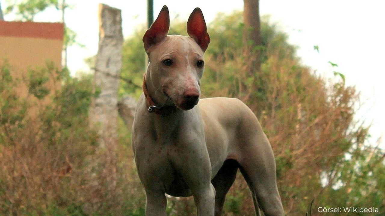 Jonangi köpek