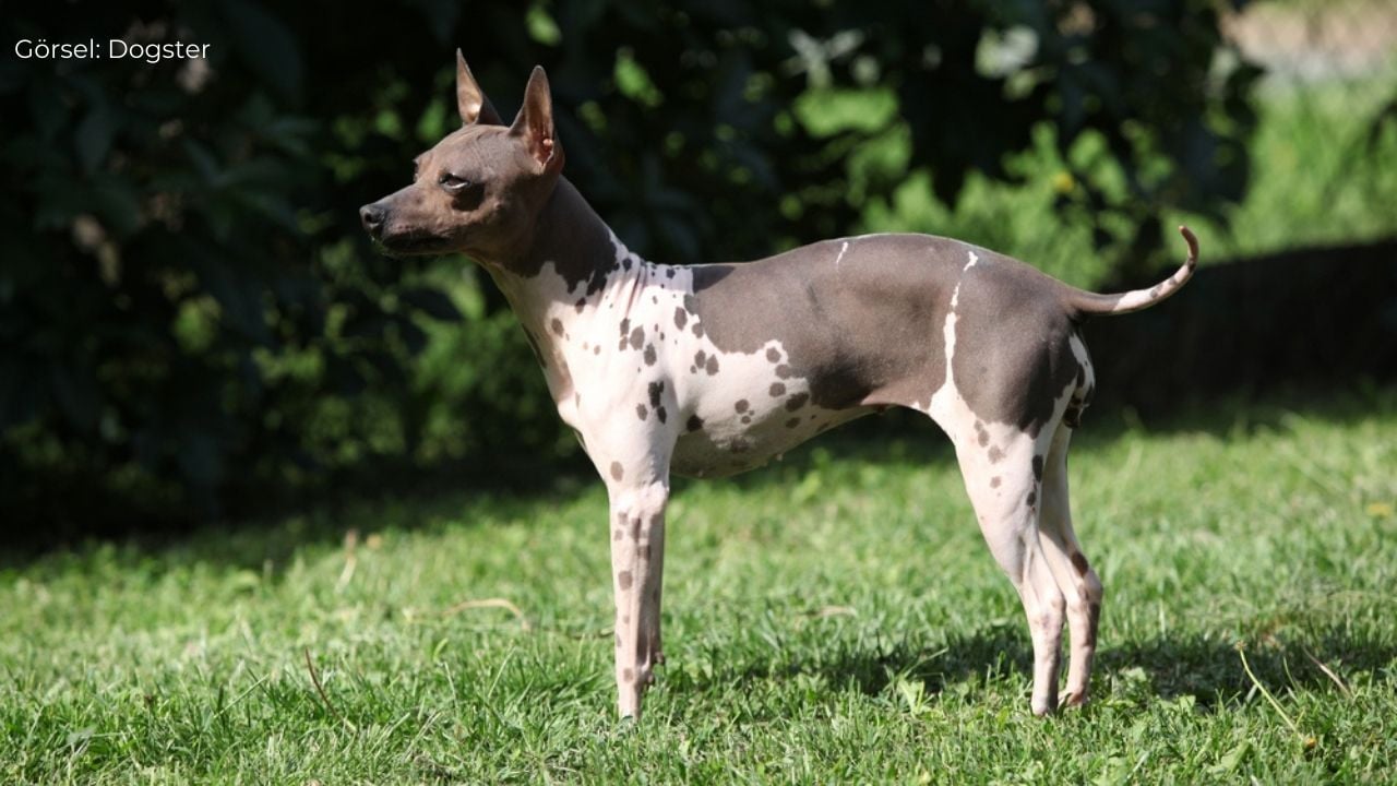 Tüysüz Afrika Köpeği (Abyssinian Sand Terrier)