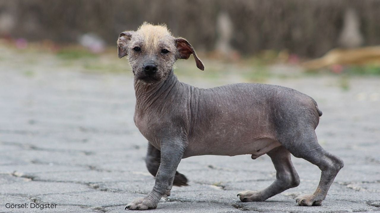 Ekvador Tüysüz Köpeği (Ecuadorian Hairless Dog)