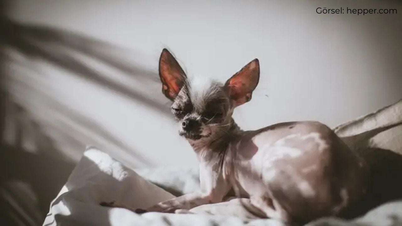 Tüysüz Chihuahua (Hairless Chihuahua)