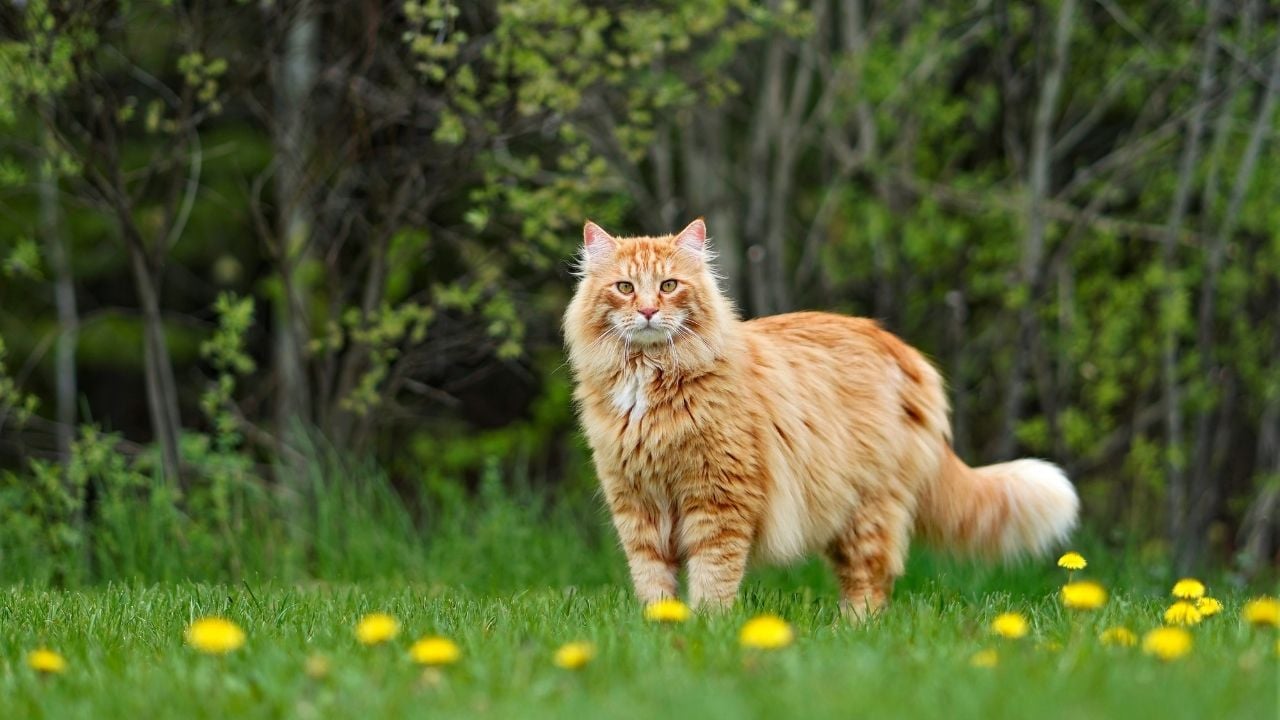 sarman kedi çimlerde