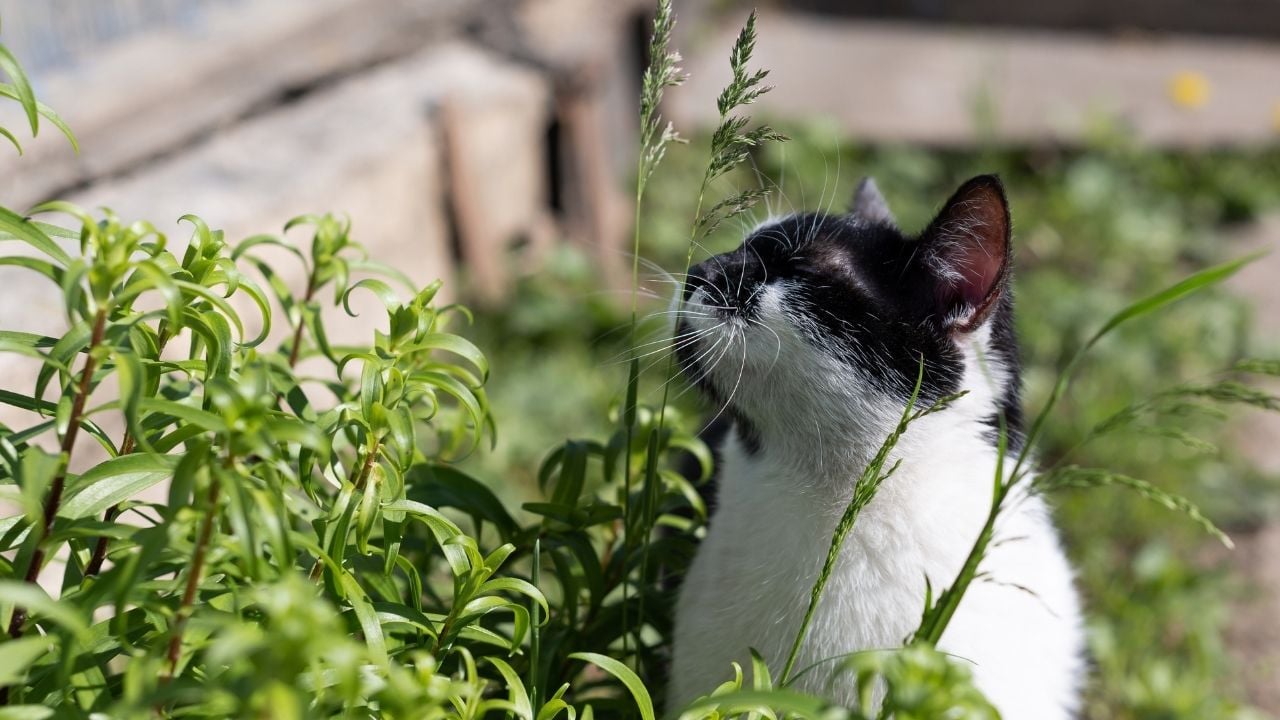 ot yiyen bir kedi