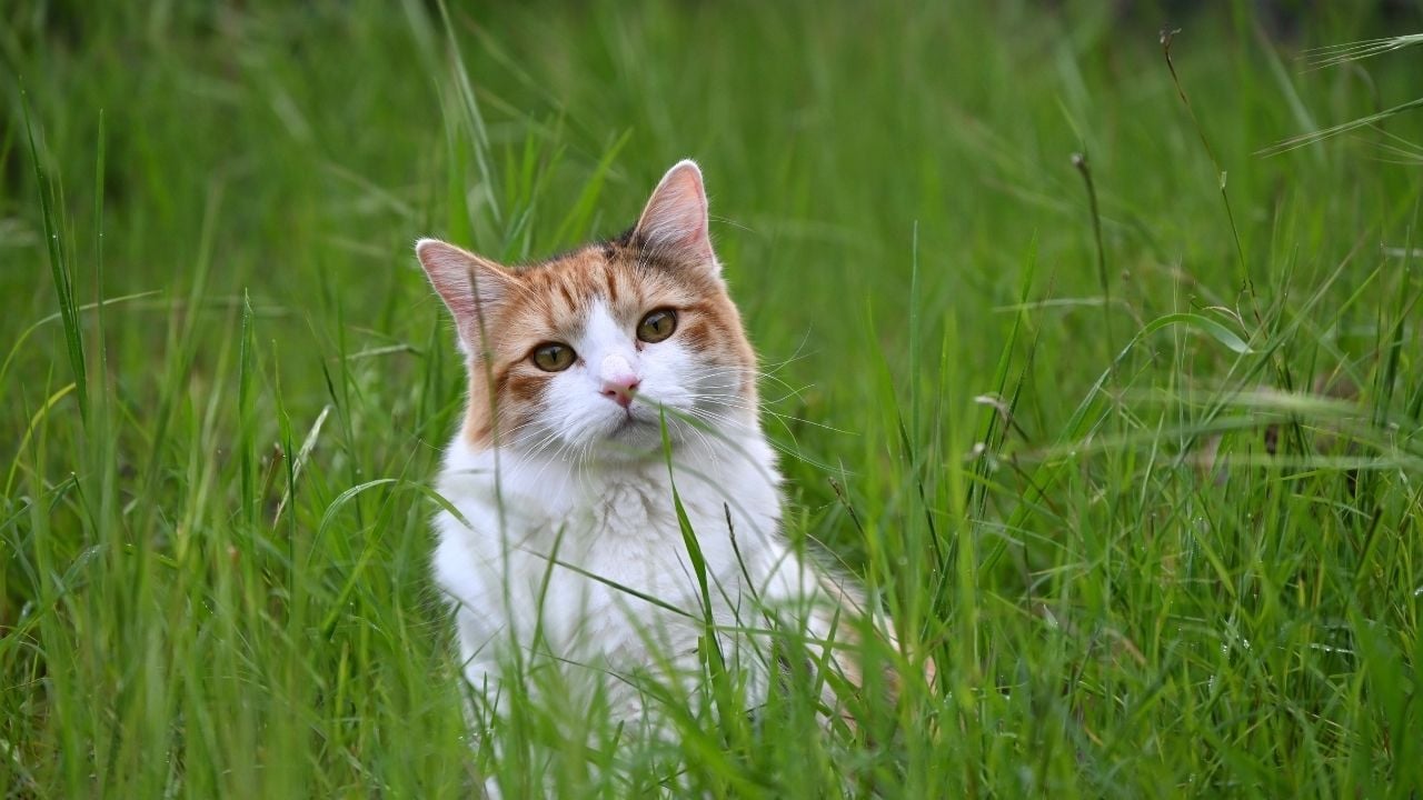 çimenler arasında bir kedi