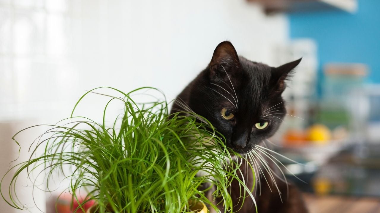 ot yiyen siyah bir kedi