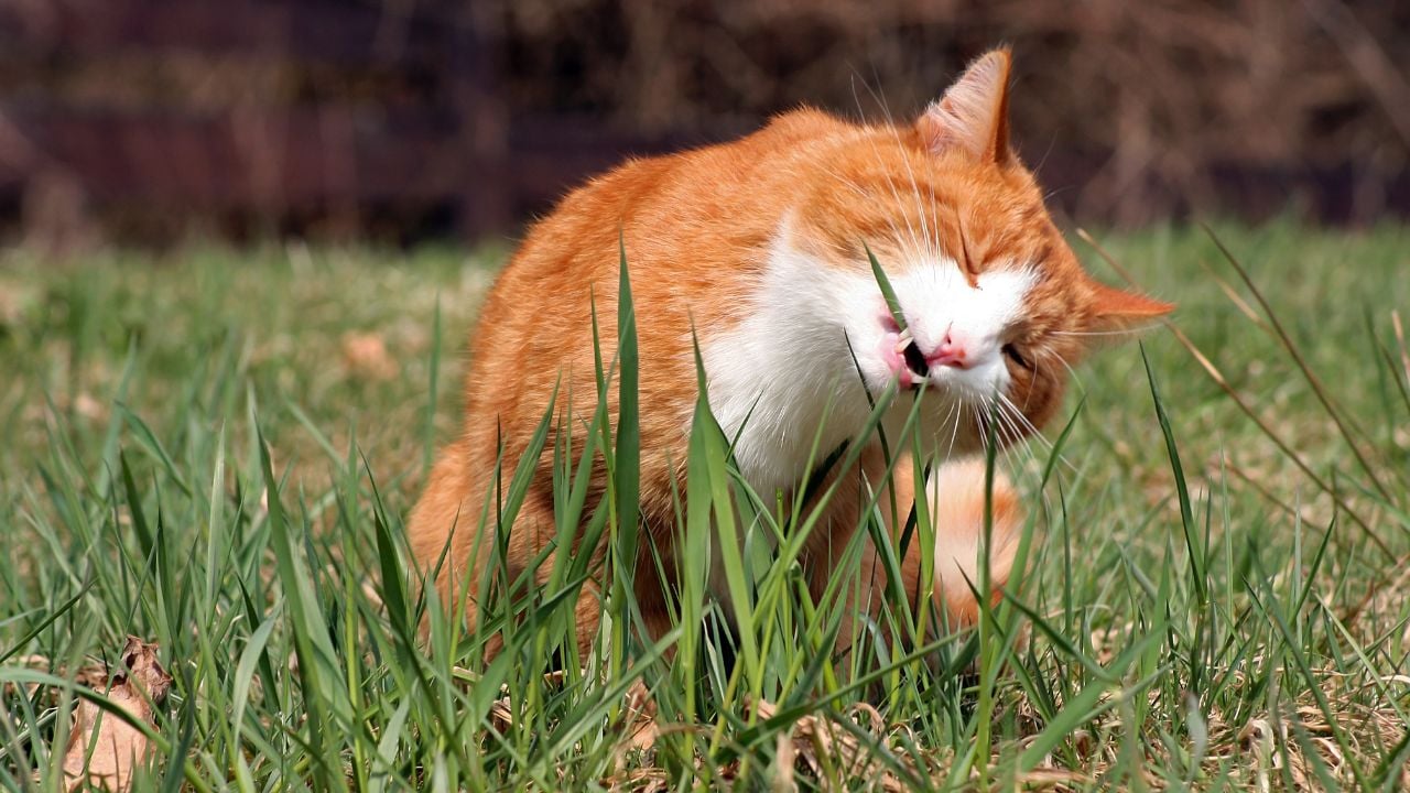 turuncu kedi çimen yiyor
