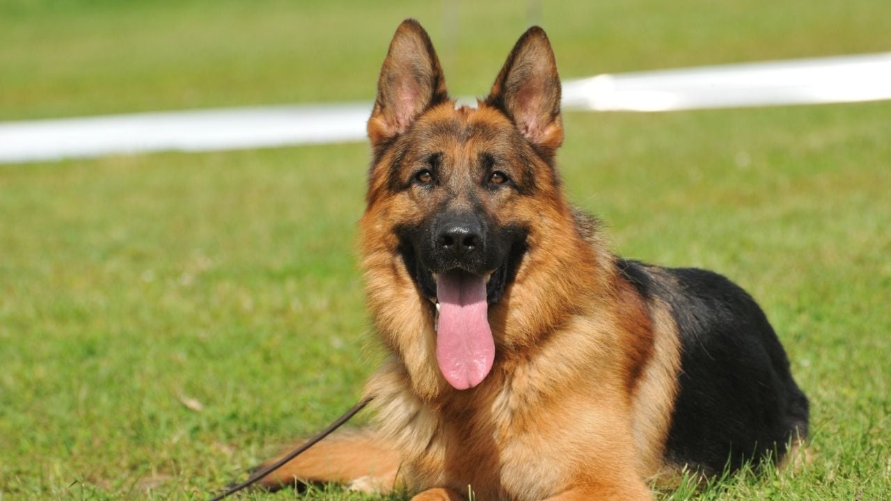 Alman Çoban Köpeği