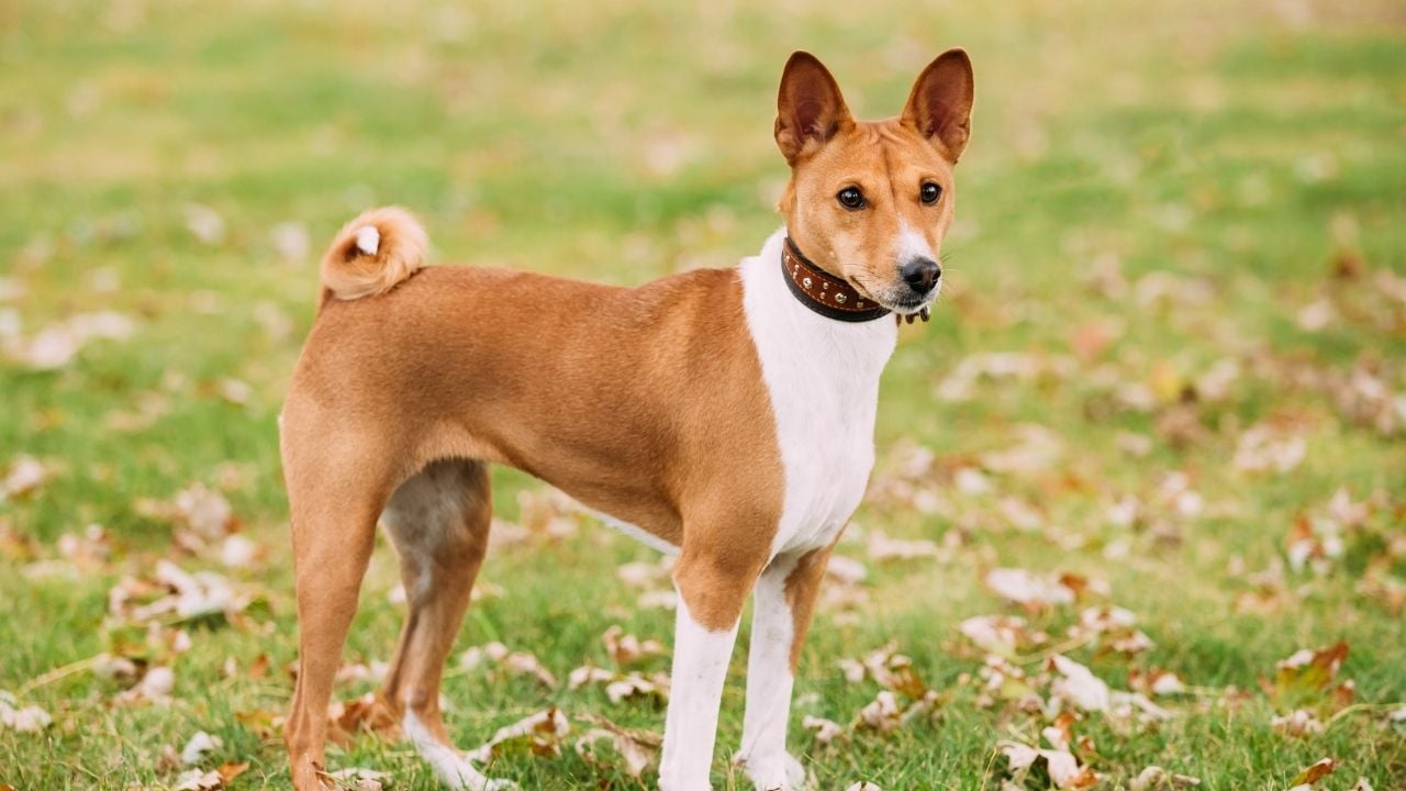 Basenji