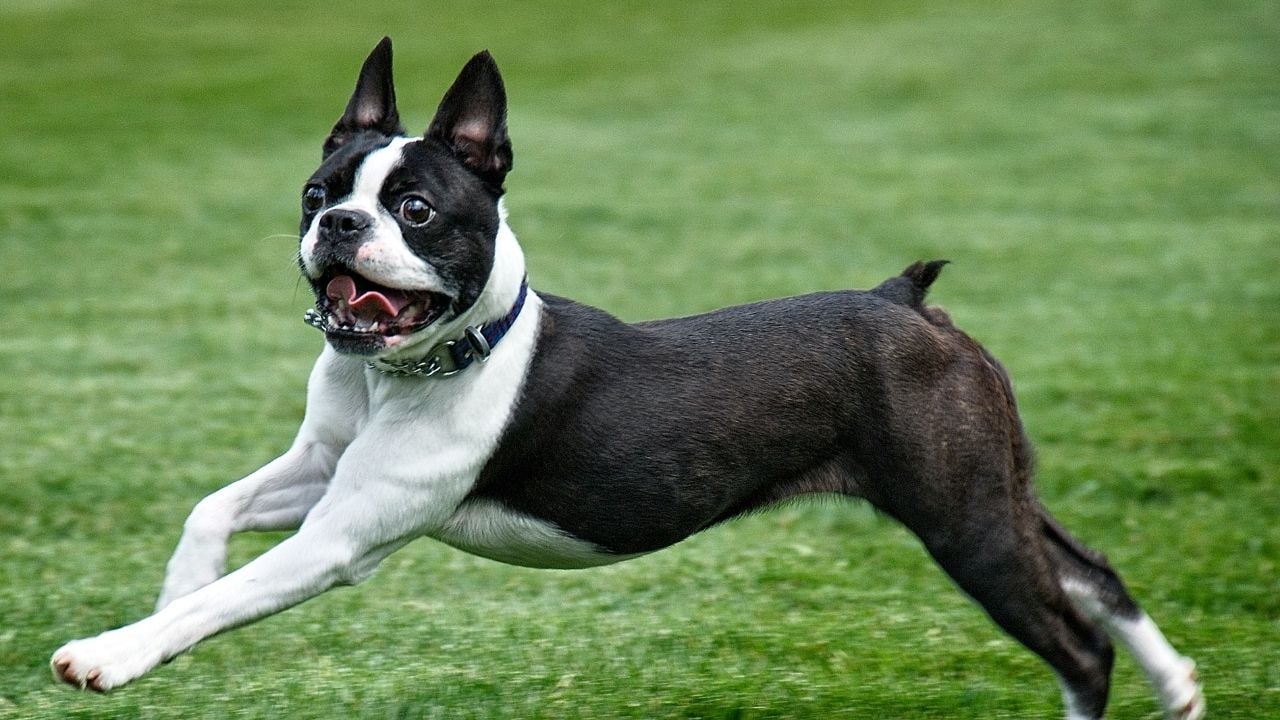 Boston Terrier