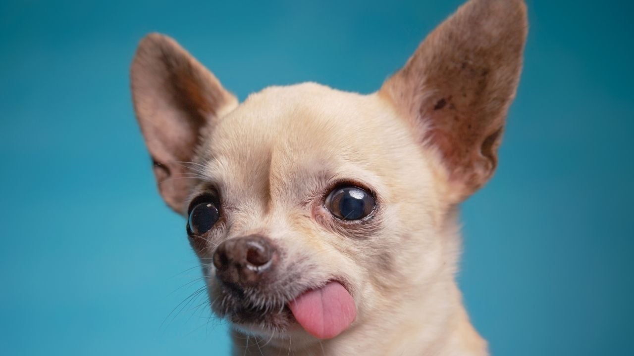 Chihuahua