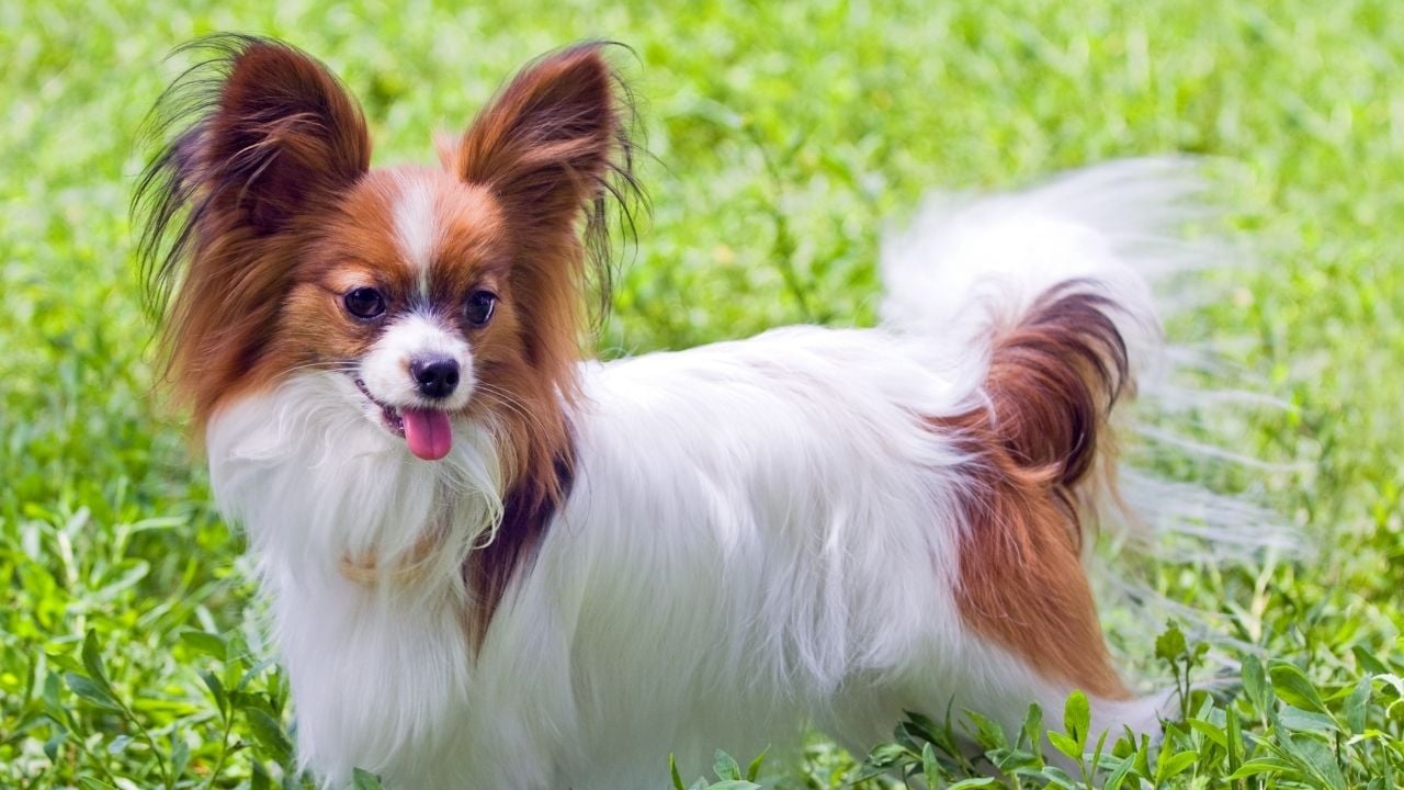 Papillon