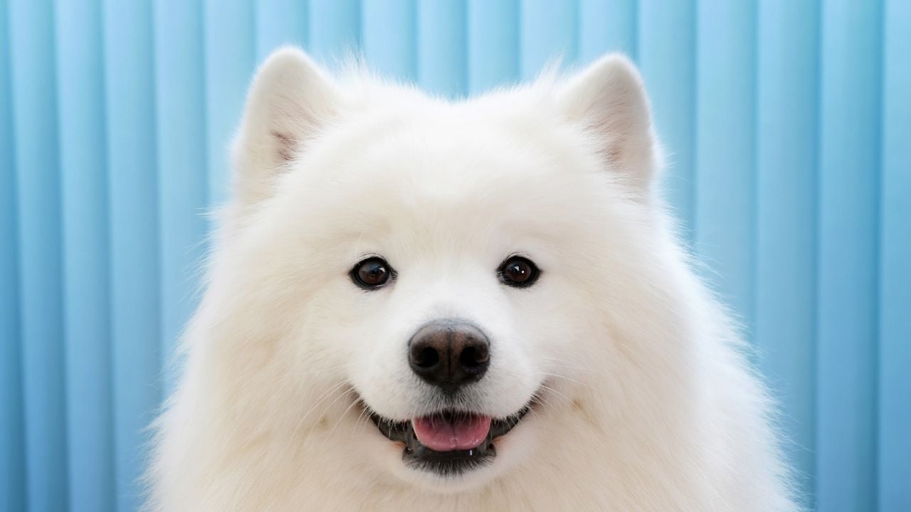 Samoyed