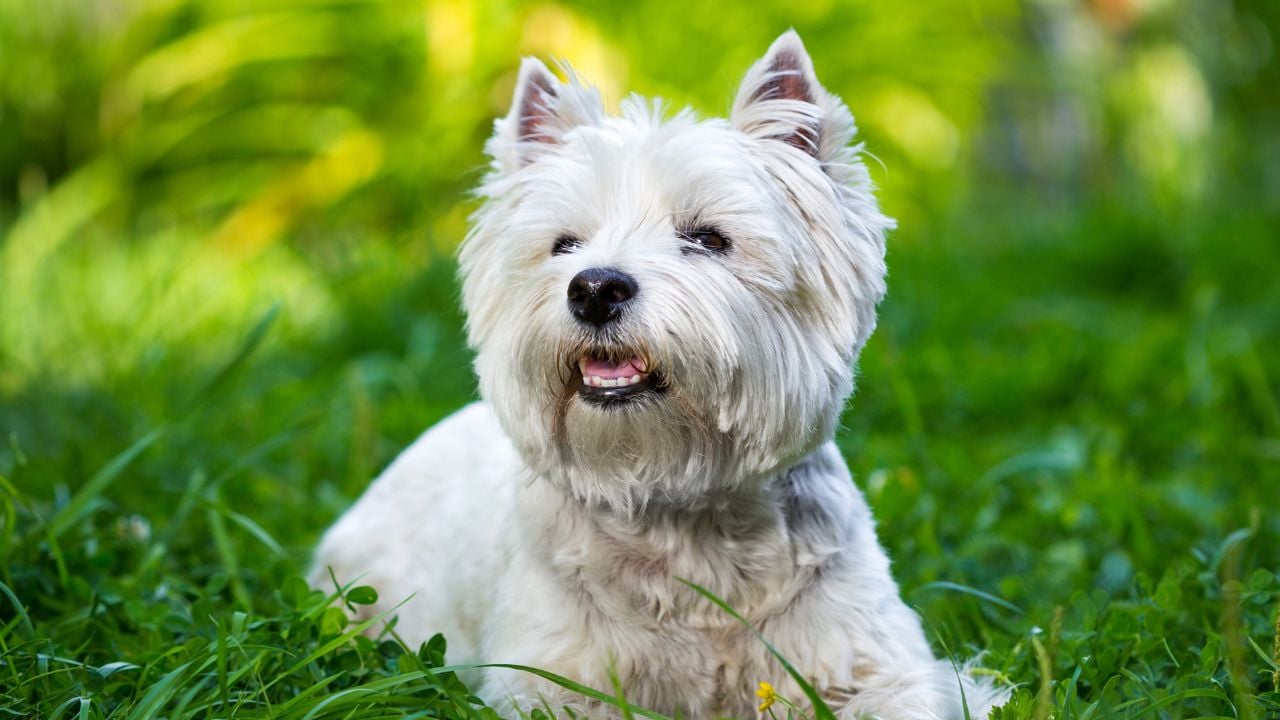 West Highland White Terrier