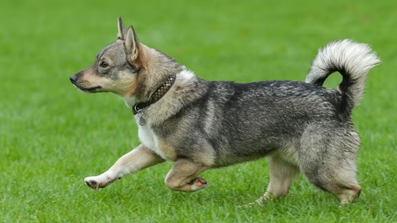 Swedish Vallhund