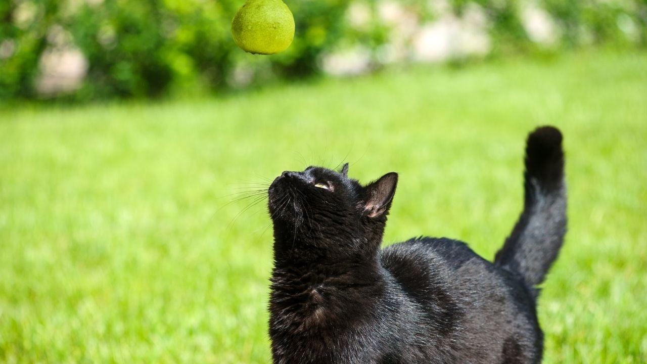 kedi armuda bakıyor