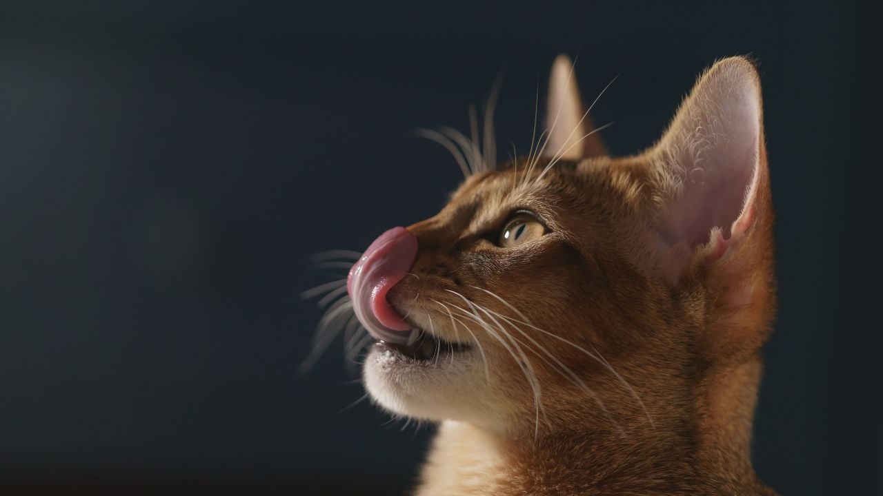 yalanan bir kedi