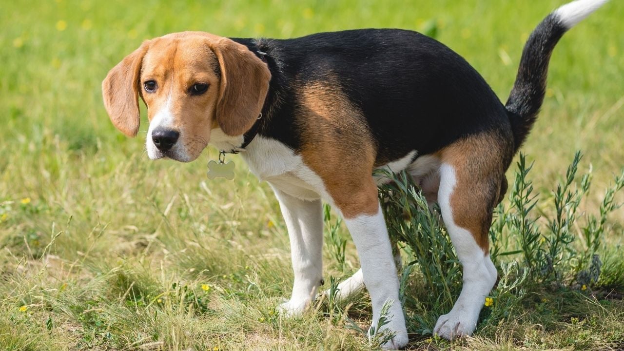 kaka yapan bir köpek