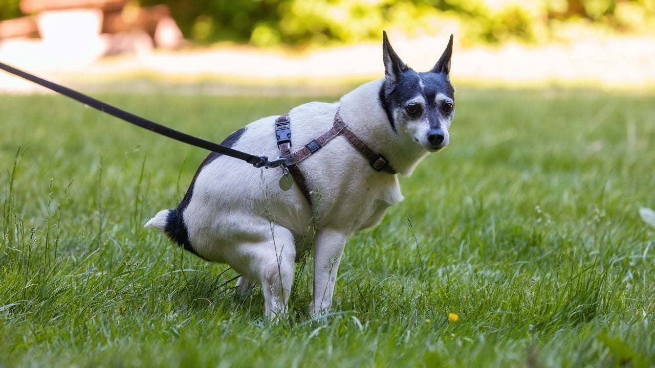 tuvaletini yapan köpek