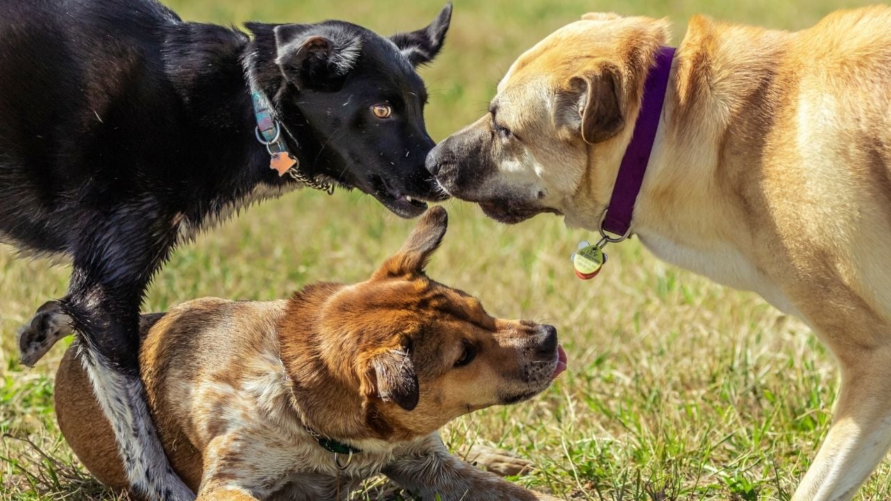 3 köpek oynuyor