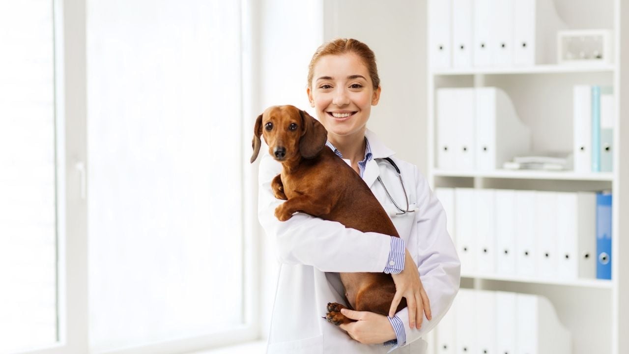 veteriner hekimin kucağında bir köpek