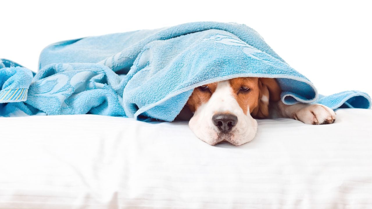 köpek yatıyor