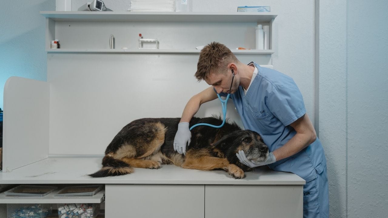 tedavi edilen bir köpek