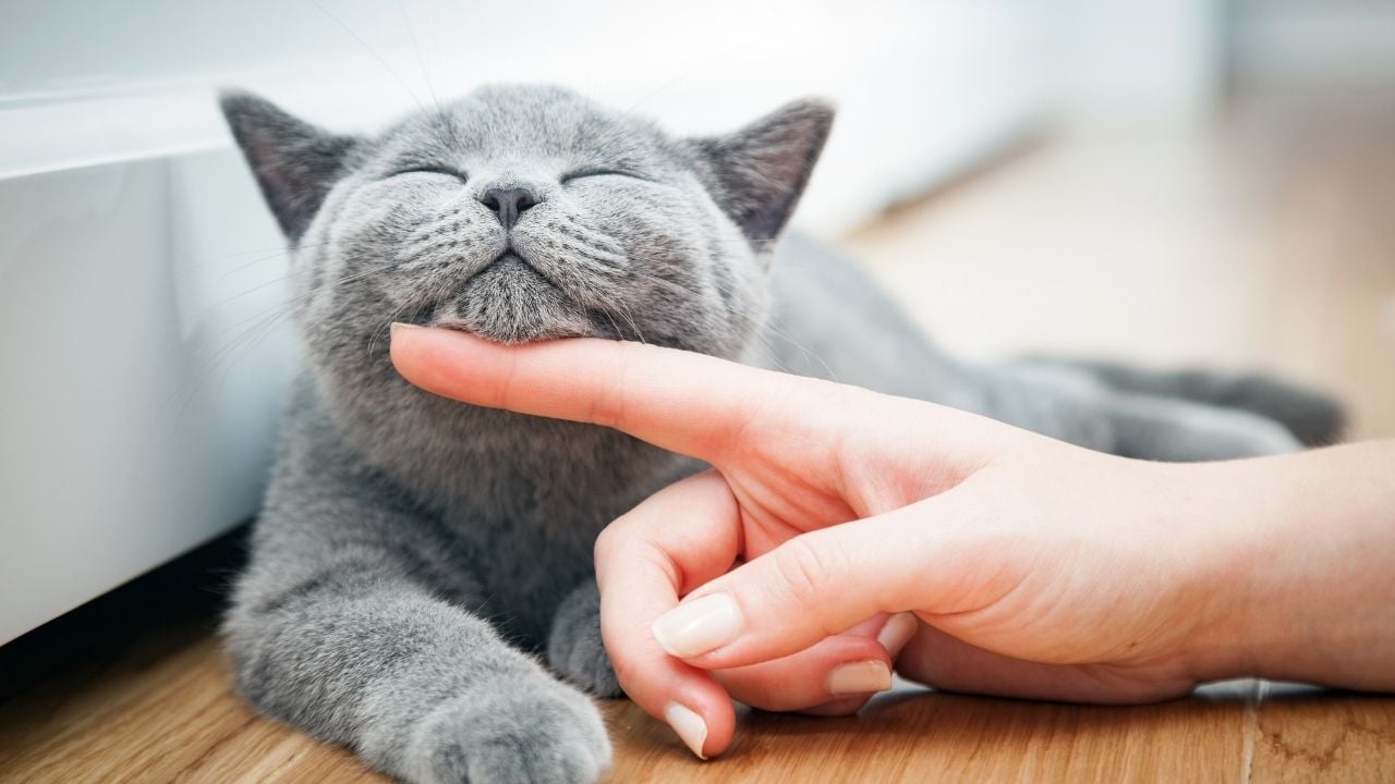 sevilen bir gri kedi