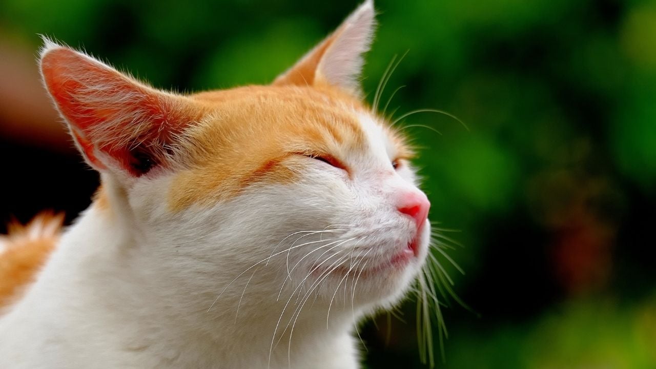 mutlu görünen bir sarı kedi