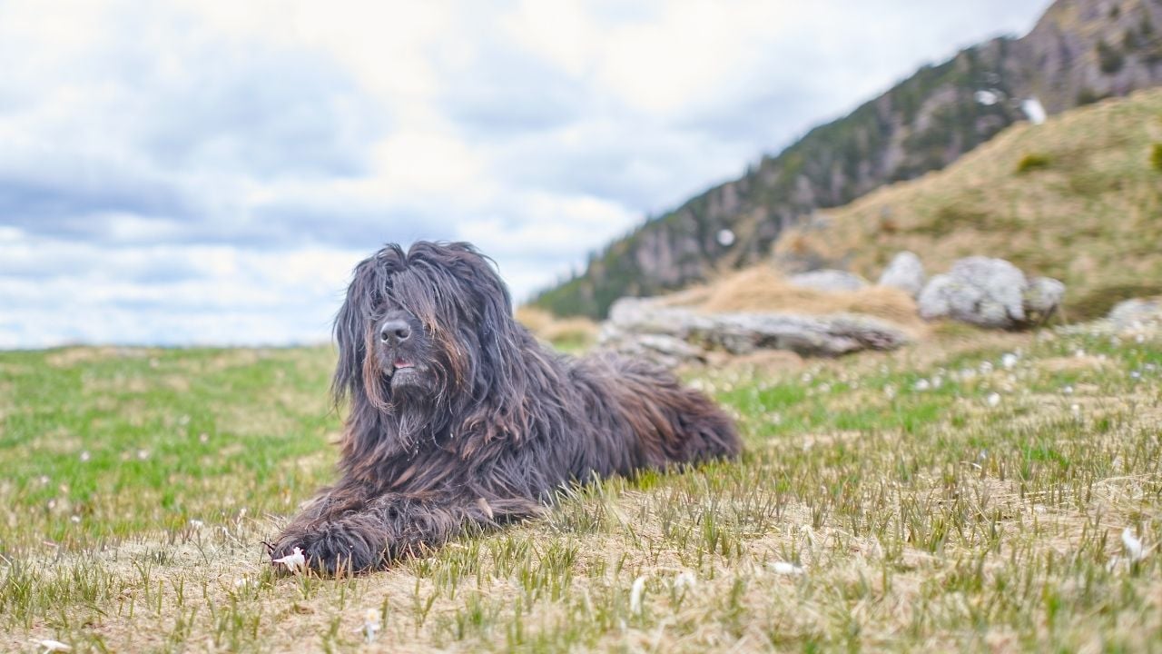 Bergamasco Çoban Köpeği