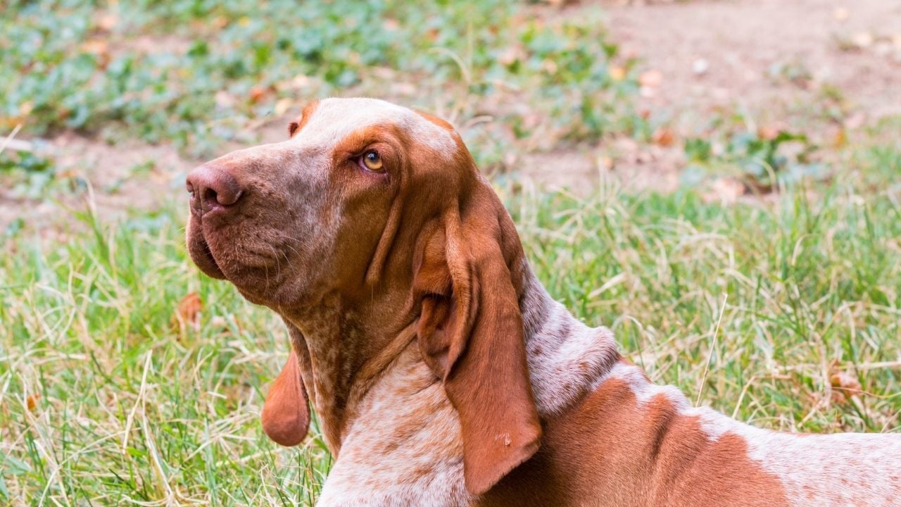 İtalyan Pointer (Bracco Italiano)