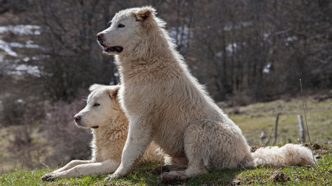 Maremma Çoban Köpeği
